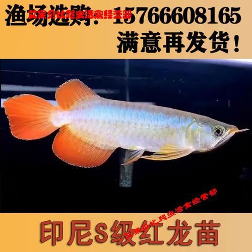 最小的紅龍魚苗多少錢一條啊圖片欣賞