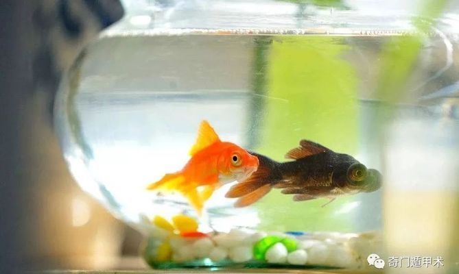 魚缸擺放位置 位置圖解（魚缸避免陽光直射技巧魚缸遠(yuǎn)離熱源擺放指南）