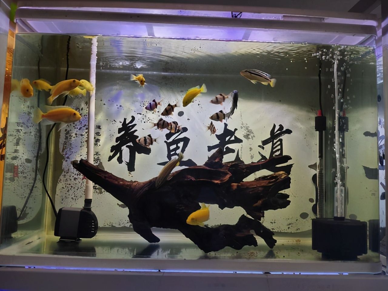 龍魚配地圖有什么寓意：龍魚與地圖魚混養(yǎng)注意事項
