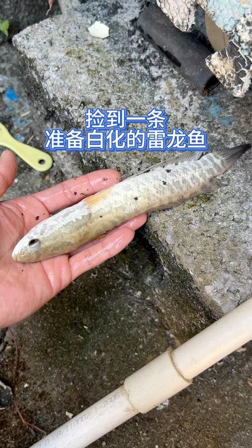 白色雷龍魚品種大全圖解圖片