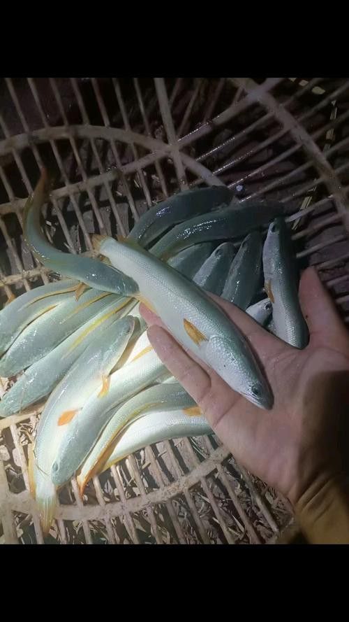 白色雷龍魚品種大全圖解圖片