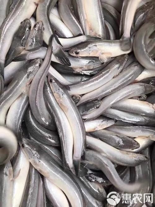 白色雷龍魚品種大全圖解圖片