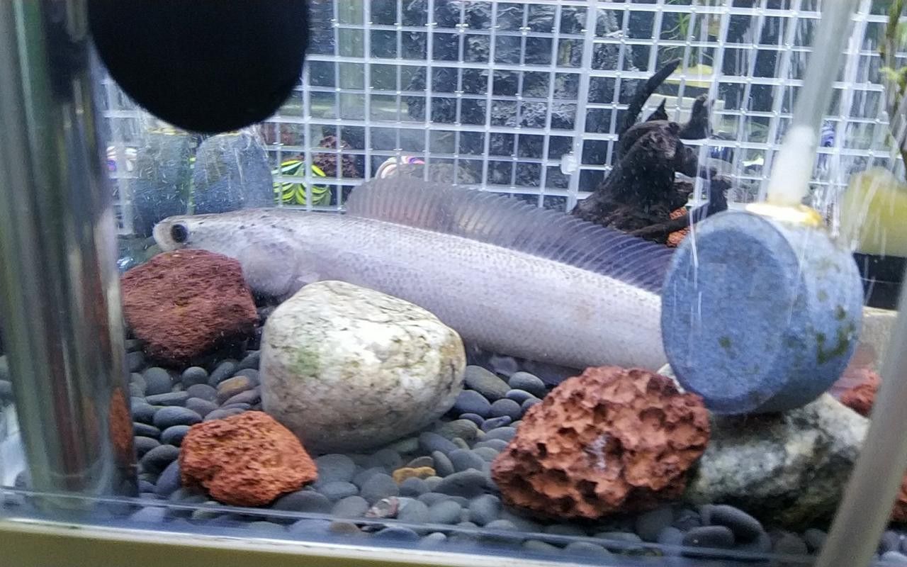 白色雷龍魚品種大全圖解圖片