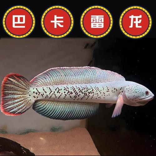 白色雷龍魚品種大全圖解圖片