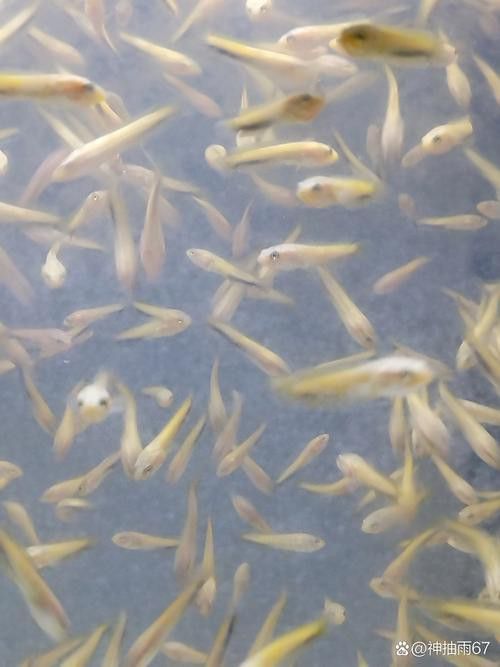 白色雷龍魚品種大全圖解圖片