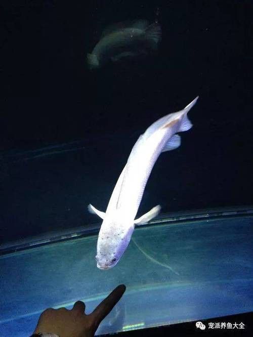 白色雷龍魚品種大全圖解圖片
