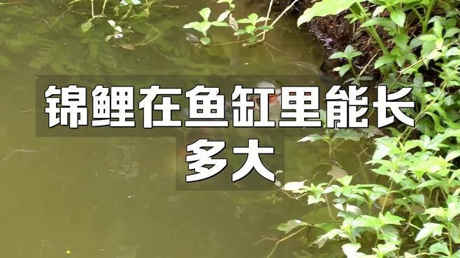龍魚和錦鯉需要多大的魚缸？