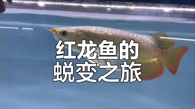 龍魚溫度多少最佳喂食時間：龍魚的飼養溫度