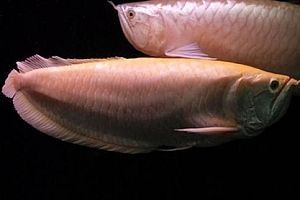 龍魚的品相怎么看圖解（如何鑒別龍魚的品相）