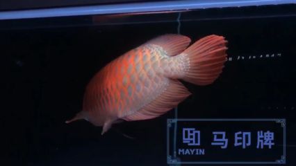 龍魚神燈是指哪個牌子：“龍魚神燈”專為龍魚養殖設計的照明設備詳細介紹 龍魚神燈是指哪個牌子：“龍魚神燈”專為龍魚養殖設計的照明設備詳細介紹 龍魚百科 第1張