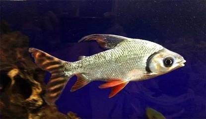 龍魚咬不動食物是什么原因造成的怎么辦：龍魚咬不動食物可能由以下幾個原因造成：水質(zhì)惡化是導(dǎo)致龍魚食欲 龍魚咬不動食物是什么原因造成的怎么辦：龍魚咬不動食物可能由以下幾個原因造成：水質(zhì)惡化是導(dǎo)致龍魚食欲 龍魚百科