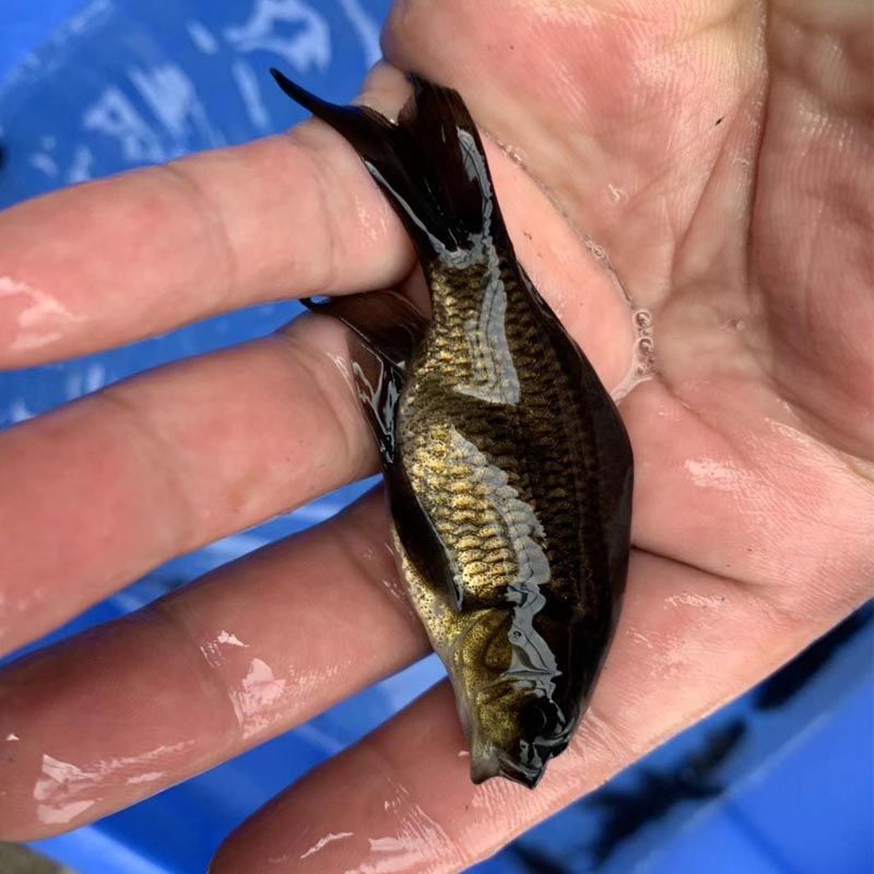 哪里能買到10厘米左右的龍魚苗（如何購買10厘米左右的龍魚苗） 哪里能買到10厘米左右的龍魚苗（如何購買10厘米左右的龍魚苗） 龍魚百科 第2張
