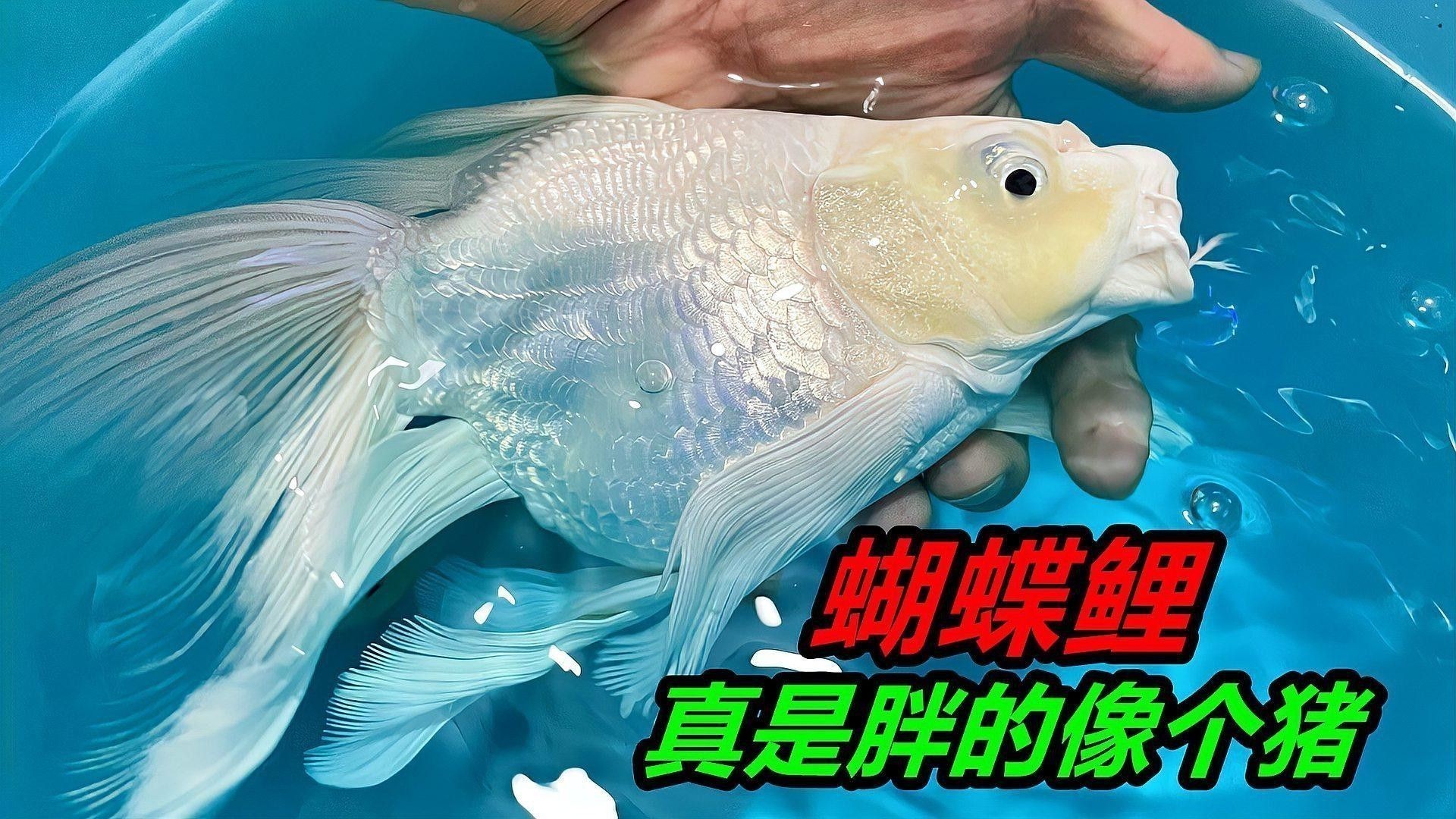 蝴蝶鯉和龍魚哪個貴些 蝴蝶鯉和龍魚哪個貴些 龍魚百科 第1張