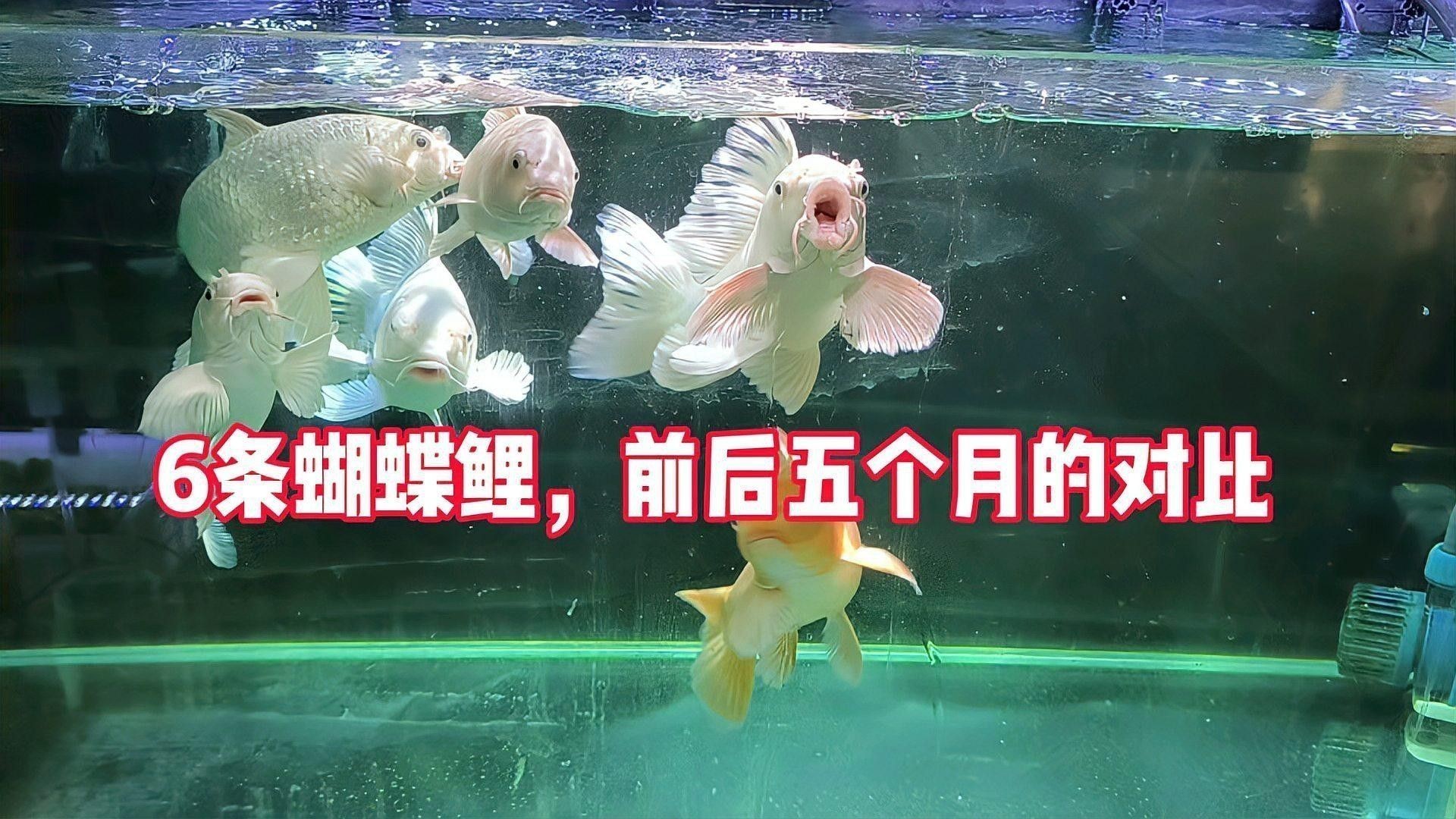 蝴蝶鯉和龍魚哪個貴些 蝴蝶鯉和龍魚哪個貴些 龍魚百科 第2張