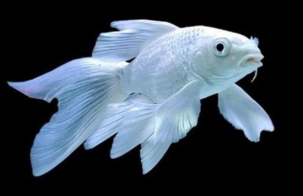 蝴蝶鯉和龍魚哪個貴些 蝴蝶鯉和龍魚哪個貴些 龍魚百科 第6張