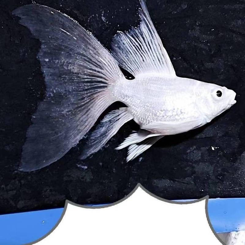 蝴蝶鯉和龍魚哪個貴些 蝴蝶鯉和龍魚哪個貴些 龍魚百科 第8張