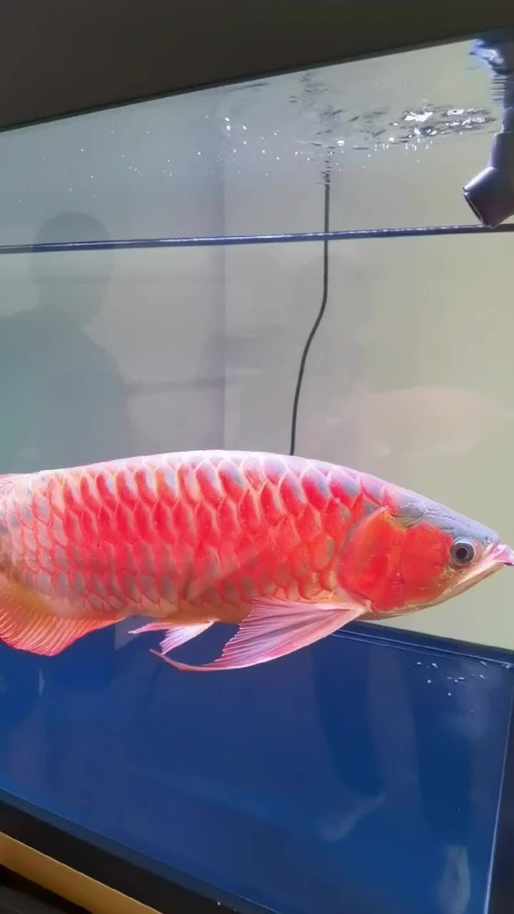 蝴蝶鯉和龍魚哪個貴些 蝴蝶鯉和龍魚哪個貴些 龍魚百科 第15張