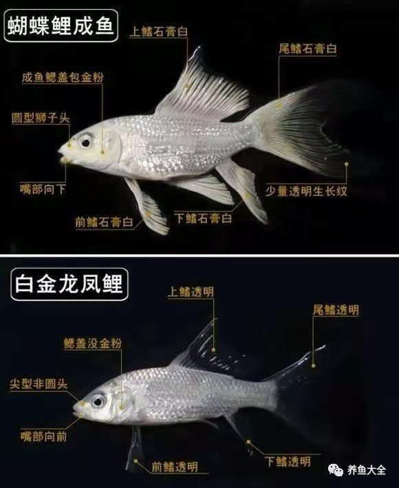 蝴蝶鯉和龍魚哪個貴些 蝴蝶鯉和龍魚哪個貴些 龍魚百科 第11張