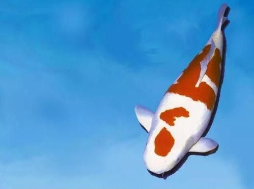 蝴蝶鯉和龍魚哪個貴些 蝴蝶鯉和龍魚哪個貴些 龍魚百科 第14張