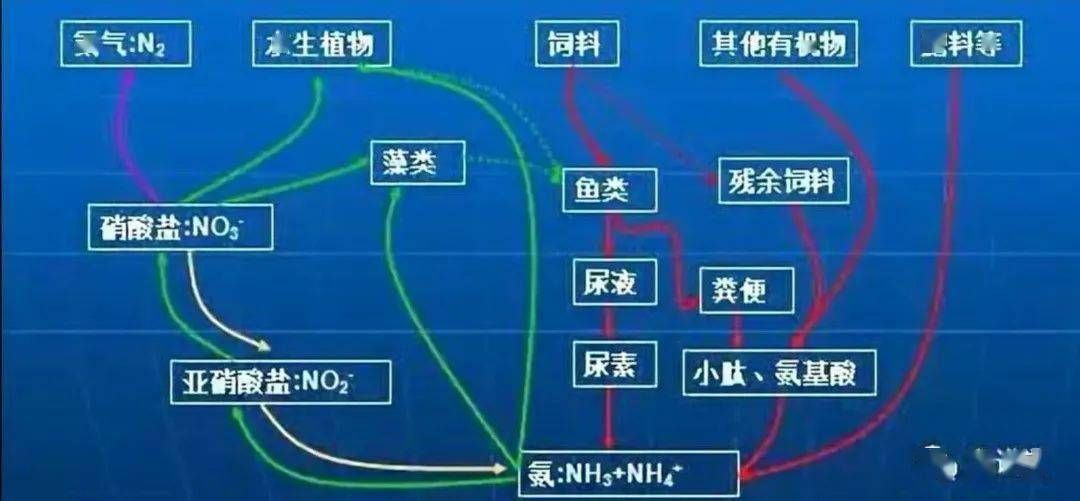龍魚硝酸鹽安全值（龍魚硝酸鹽安全值控制）