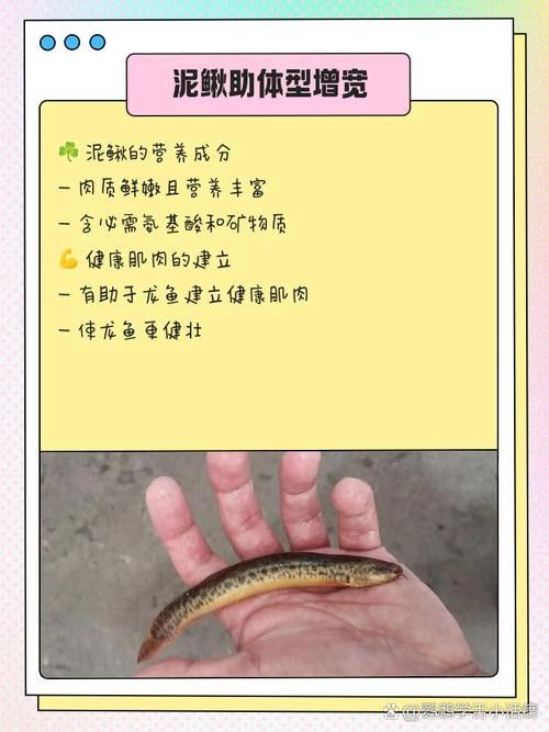 龍魚可以吃海水魚嗎圖片