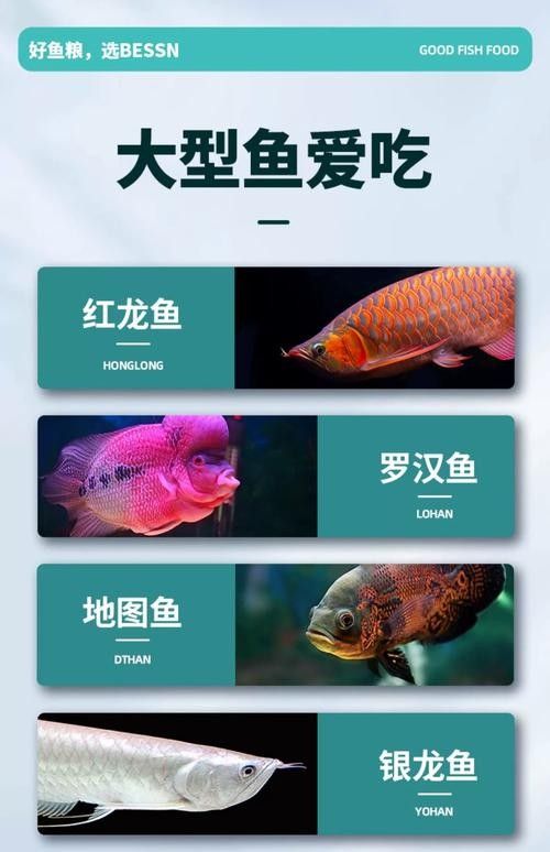 龍魚可以吃海水魚嗎圖片