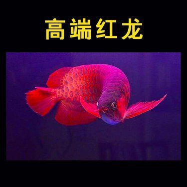 辣椒紅龍魚價格表 辣椒紅龍魚價格表 龍魚百科 第1張