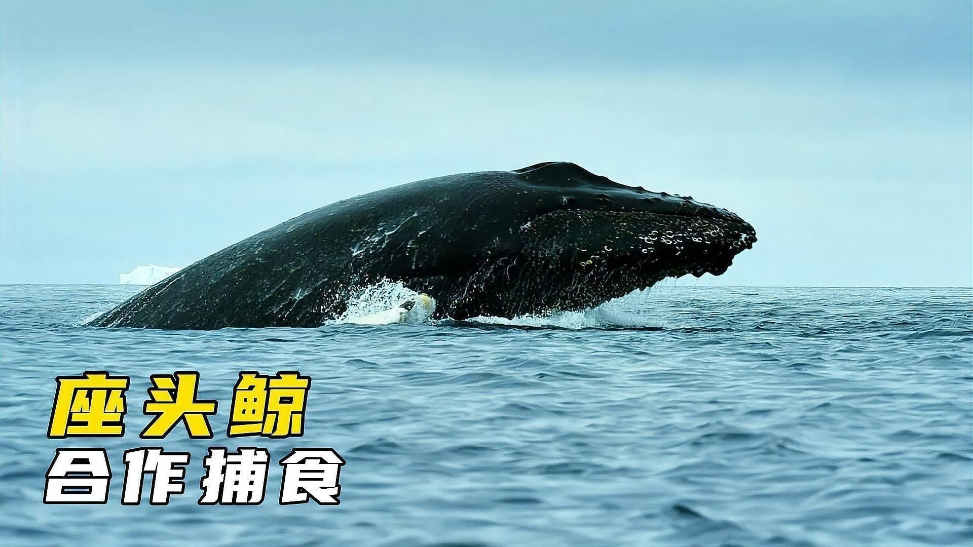 哪種捕食方式更有效？ 哪種捕食方式更有效？ 龍魚百科 第6張