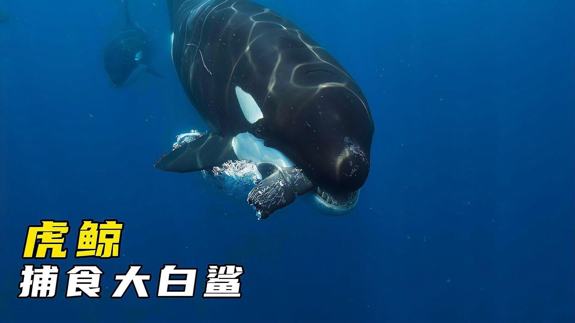 哪種捕食方式更有效？ 哪種捕食方式更有效？ 龍魚百科 第4張