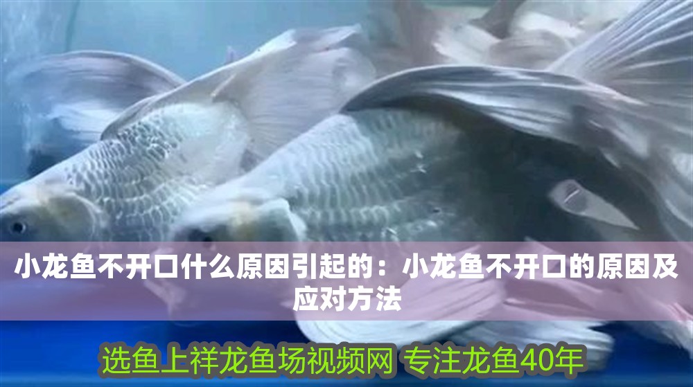 小龍魚不開口什么原因引起的：小龍魚不開口的原因及應對方法