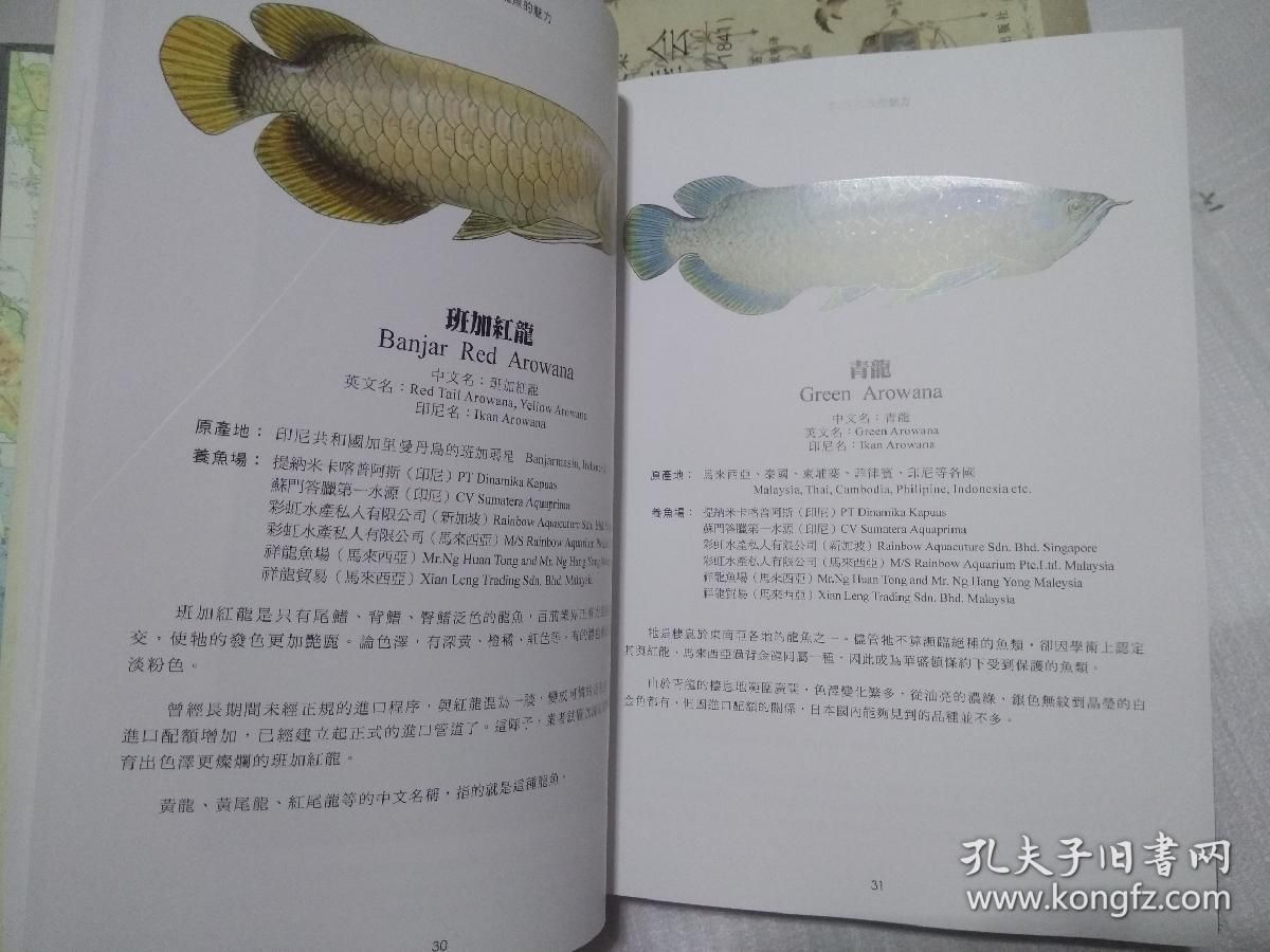 龍魚的英文：龍魚的英文別名有哪些紅龍魚在風水中的作用是什么