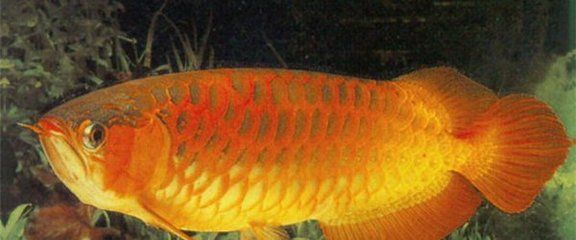 龍魚有什么含義和特點：關于龍魚的詳細含義和特點