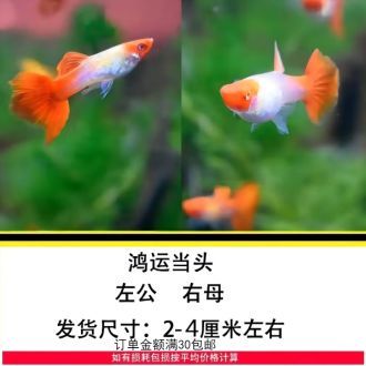 觀賞魚投喂量計算公式:觀賞魚的投喂量是確保其健康和活力的關鍵因素的關鍵因素 龍魚百科 第1張 觀賞魚投喂量計算公式:觀賞魚的投喂量是確保其健康和活力的關鍵因素的關鍵因素 觀賞魚投喂量計算公式:觀賞魚的投喂量是確保其健康和活力的關鍵因素的關鍵因素 龍魚百科 第1張
