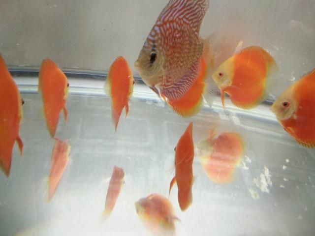 觀賞魚投喂量計算公式:觀賞魚的投喂量是確保其健康和活力的關鍵因素的關鍵因素 龍魚百科 第2張 觀賞魚投喂量計算公式:觀賞魚的投喂量是確保其健康和活力的關鍵因素的關鍵因素 觀賞魚投喂量計算公式:觀賞魚的投喂量是確保其健康和活力的關鍵因素的關鍵因素 龍魚百科 第2張