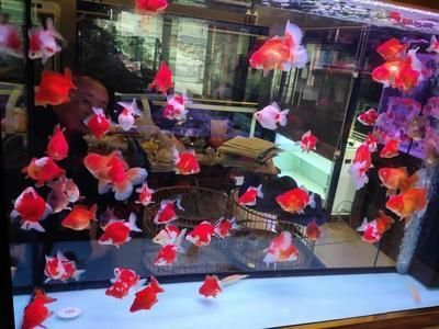 觀賞魚投喂量計算公式:觀賞魚的投喂量是確保其健康和活力的關鍵因素的關鍵因素 龍魚百科 第5張 觀賞魚投喂量計算公式:觀賞魚的投喂量是確保其健康和活力的關鍵因素的關鍵因素 觀賞魚投喂量計算公式:觀賞魚的投喂量是確保其健康和活力的關鍵因素的關鍵因素 龍魚百科 第5張