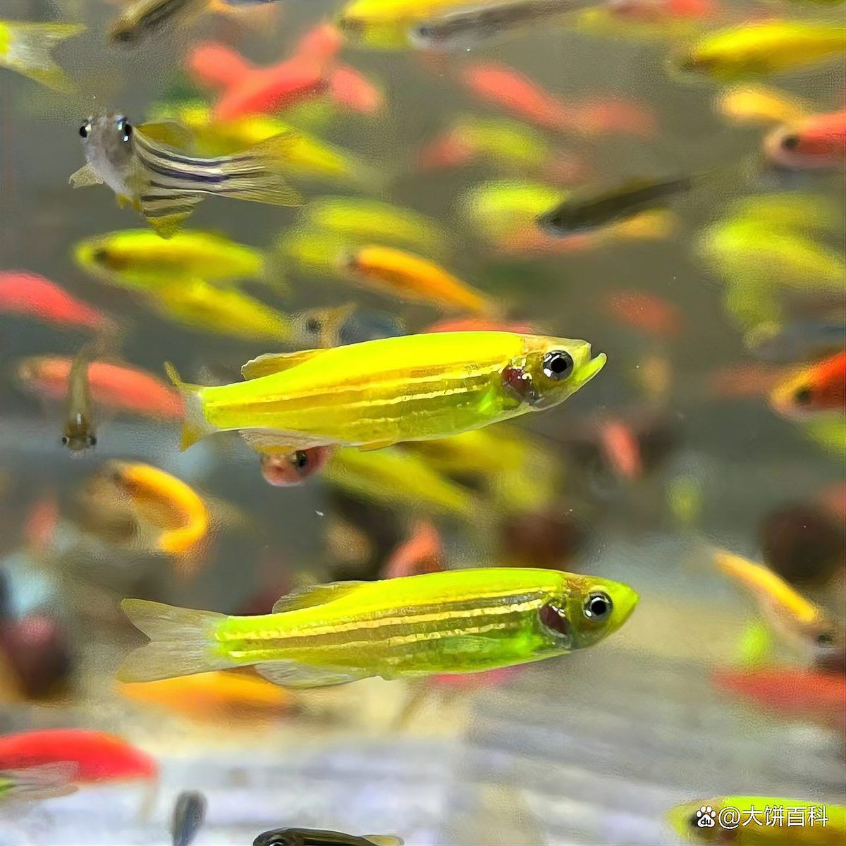 小火龍魚可以和斑馬魚一起養(yǎng)嗎