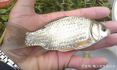 蘆花鯽魚長什么樣子