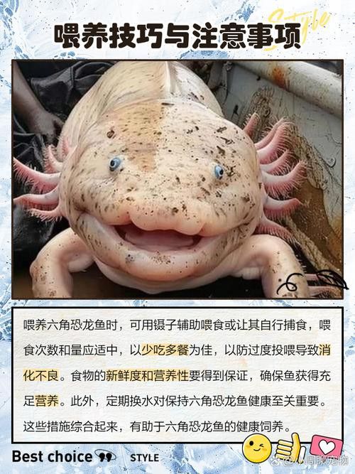 六角恐龍魚圖片大全大圖高清壁紙