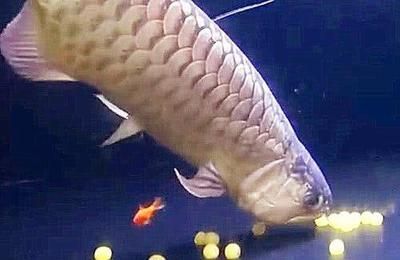 金龍魚便宜了：揭秘金龍魚繁殖全過程