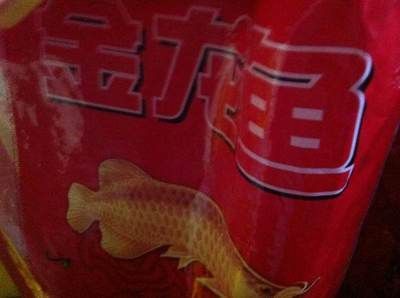 金龍魚便宜了：揭秘金龍魚繁殖全過程