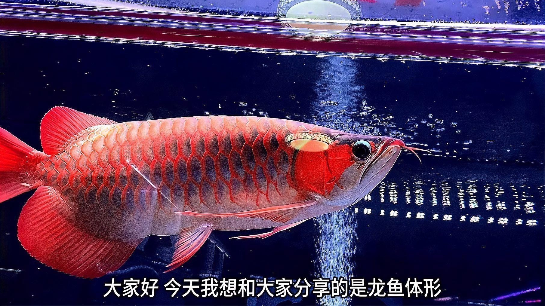 龍魚什么體型好看又好養的
