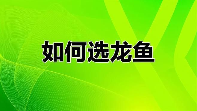 龍魚什么體型好看又好養的