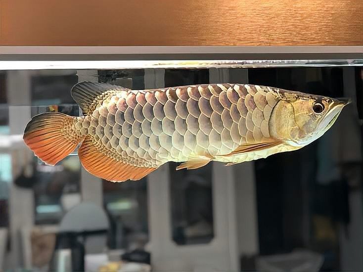 龍魚什么體型好看又好養的