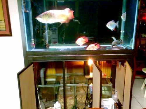 龍魚缸側燈正確擺放：養龍魚用側燈還是頂燈
