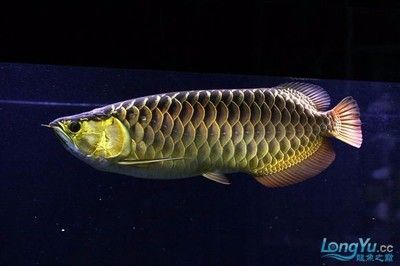 巧克力紅龍魚價格多少錢一條巧克力紅龍魚多少錢一條：巧克力紅龍魚價格多少錢一條巧克力紅龍魚價格多少一條