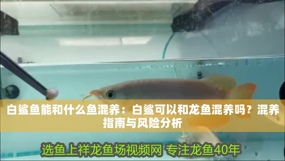 白鯊魚能和什么魚混養：白鯊可以和龍魚混養嗎？混養指南與風險分析