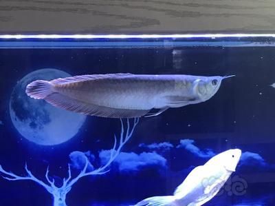 龍魚從20到40公分的生長周期（龍魚從20公分長到40公分的具體時間會受到哪些因素的影響？）