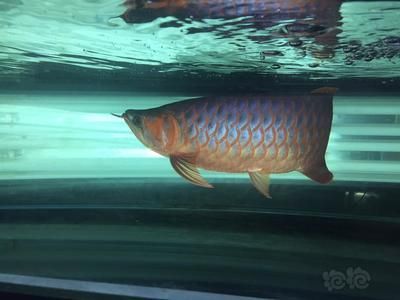 龍魚從20到40公分的生長周期（龍魚從20公分長到40公分的具體時間會受到哪些因素的影響？）