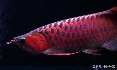 龍魚的顏色和燈光有關系嗎為什么會變色：不同燈光對龍魚的顏色有著顯著的影響