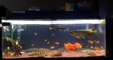 金龍魚是什么魚？：金龍魚怎么養？